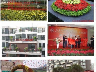 供应成都花卉租摆、植物租赁、大兴花卉1.8米植物散尾葵