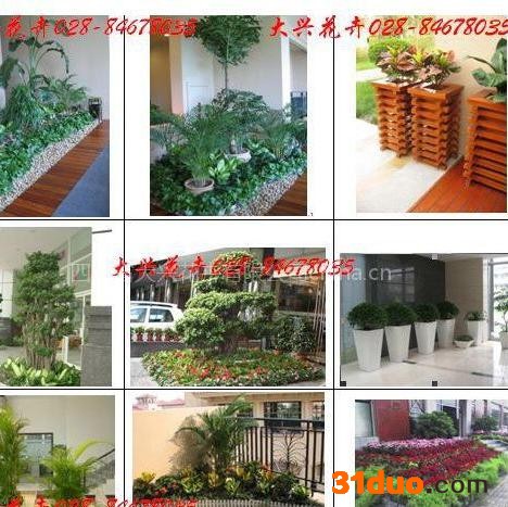 供应成都花木出租、成都植物出租、大兴花卉0.6米花卉火炬