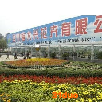 供应成都花卉、成都花卉租赁、大兴花卉蝴蝶兰 成都临时植物租赁