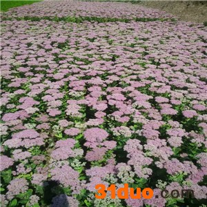 台安核心花卉种植园 德国鸢尾18CM 紫褐鸢尾 德国景天八宝景天