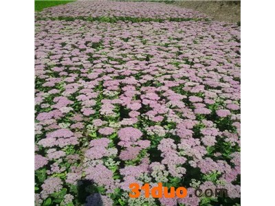 台安核心花卉种植园 德国鸢尾18CM 紫褐鸢尾 德国景天八宝景天