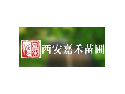 西安花卉租摆设计 雁塔区雁景花卉市场花卉租摆价格