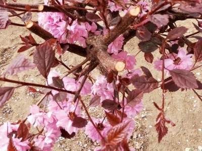 东北辽宁苗木花卉 红叶榆叶梅 绿叶榆叶梅规格齐全价格合理
