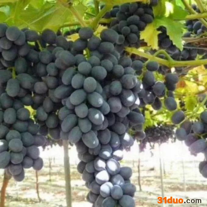 基地批发奶油白葡萄苗 甜蜜蓝宝石葡萄 新品种葡萄树苗景观花卉