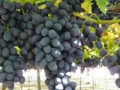 基地批发奶油白葡萄苗 甜蜜蓝宝石葡萄 新品种葡萄树苗景观花卉