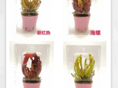 卖花郎园艺漳州小盆栽捕蝇草盆栽食虫草驱蚊草植物包邮室内卧猪笼草四季办公室花卉盆栽