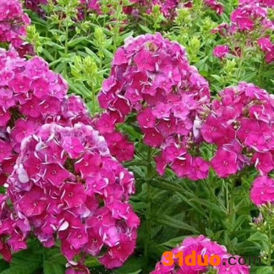 宿根花卉批发，宿根花卉供应，多年生宿根花卉