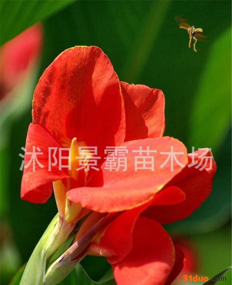 水生花卉,绿化花卉,别墅绿化花卉,夏季红美人蕉,水生美人蕉,基地