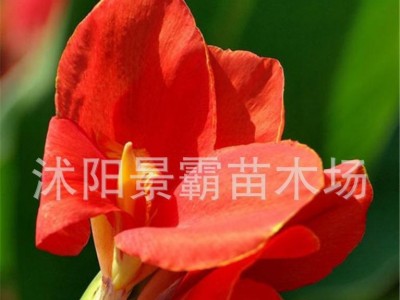水生花卉,绿化花卉,别墅绿化花卉,夏季红美人蕉,水生美人蕉,基地