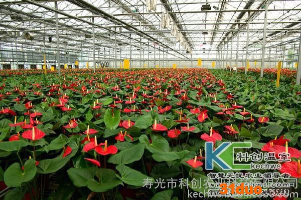 花卉温室造价，花卉大棚造价，花卉种植大棚建设