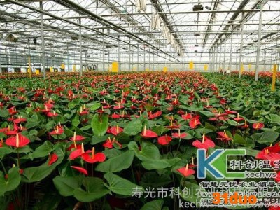 花卉温室造价，花卉大棚造价，花卉种植大棚建设