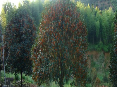 2-8年浓香型花卉丹桂红丹桂苗室内室外盆栽种植