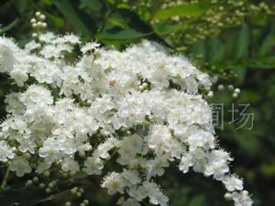 诚信苗圃场大量绿化苗木珍珠梅 连翘 金银木 太平花绿化苗木 ；宿根花卉苗木 。