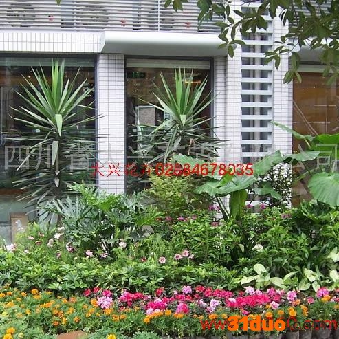 供应成都植物租赁 成都花卉租摆、大兴花卉天堂鸟 成都花卉租赁