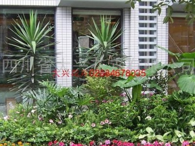 供应成都植物租赁 成都花卉租摆、大兴花卉天堂鸟 成都花卉租赁