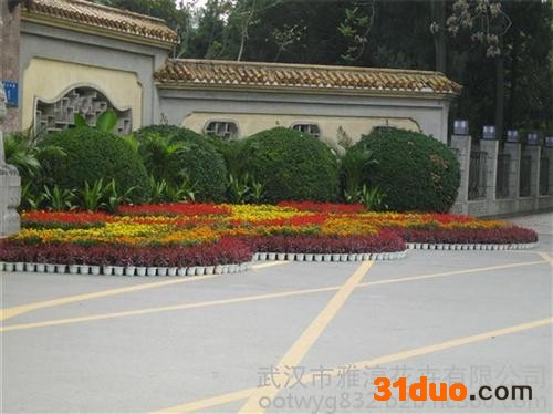 黄陂花卉,雅淳花卉(图),室内花卉