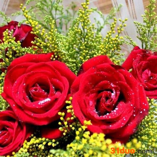 【禧仟花卉】花卉 花卉批发 玫瑰花  玫瑰花批发  庆典**