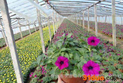 供应宿根花卉基地-宿根花卉种植基地-山东宿根花卉基地-李珊