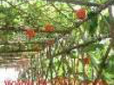 供应花卉储蓄库