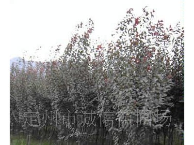 诚信苗圃场苗木 紫叶李；红叶李/白蜡 等等 /苗木花卉