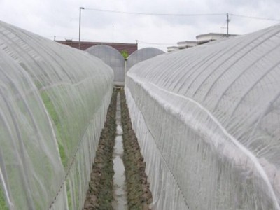 ** 防虫网 大棚网  乙烯网 聚乙烯防虫网  花卉防虫网