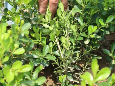 基地直销园林绿化苗木花卉小叶黄杨，小叶黄杨球，瓜子黄杨价格