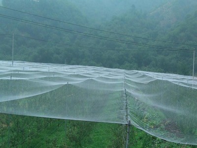 **推荐  40目防虫网 花卉苗木防虫网 防虫网 果园防虫网 全新防虫网