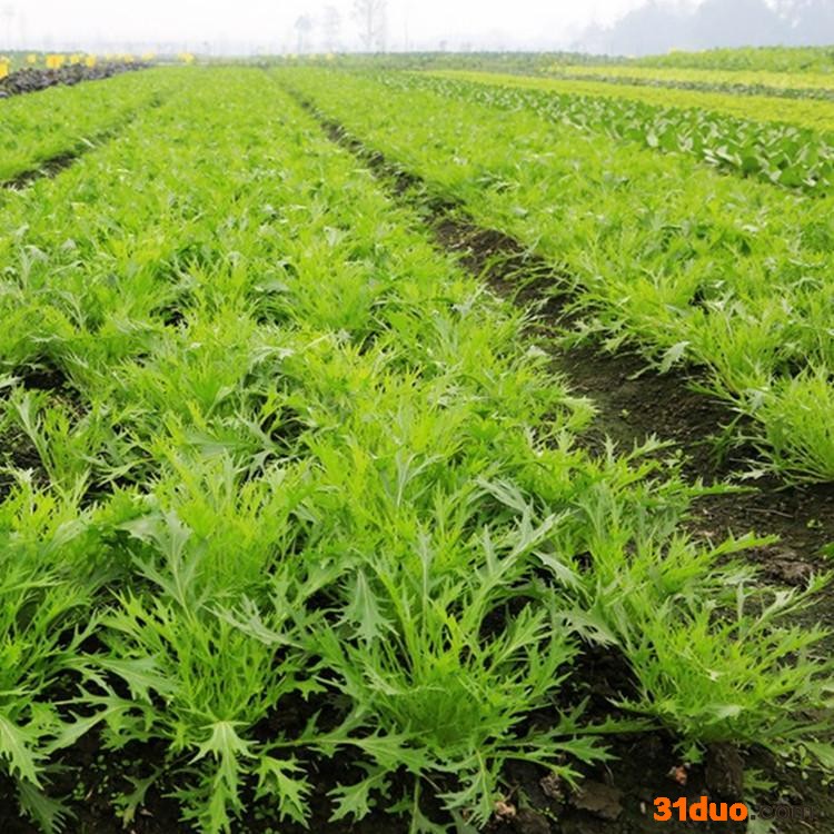 【兴晟农业】专业生产新型温室大棚骨架 无支柱温室大棚骨架 花卉温室大棚骨架 品质保证