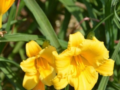 江苏沭阳富春园林种植基地直销2017 **宿根花卉-金娃娃萱草，别称黄百合，货源充足 价格低 品种优，欢迎前来采购批发