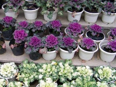 草本花卉-羽衣甘蓝，别称叶牡丹、绿叶甘蓝，江苏富春园林种植基地专业培育**羽衣甘蓝多年，苗圃现货价格低品种优欢迎采购批发