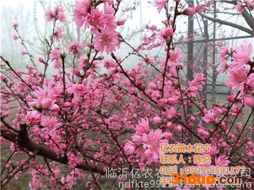 花卉基地|临沂亿农苗木花卉(图)|绿植花卉基地