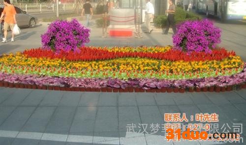 洪山花卉租摆_梦菲园艺_办公花卉租摆