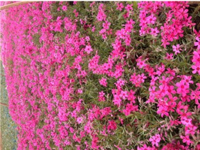 新大洲xdz 丛生福禄考（芝樱）多年生宿根花卉宿根花卉花卉花卉种子