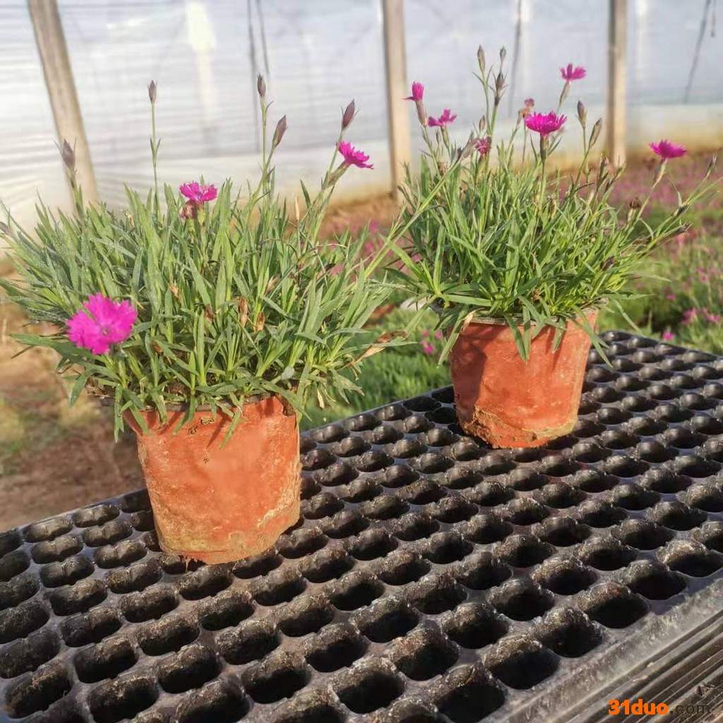 欧石竹 绿民花卉 欧石竹价格 双色盆欧石竹 欧石竹穴盘苗 行业报价