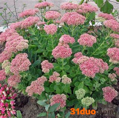 鞍山盆栽花卉基地批发 量大价优 红色八宝景天 粉色八宝景天批发