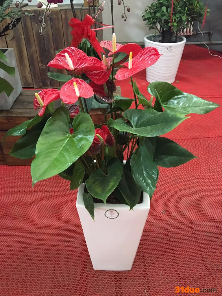 西安花卉租摆设计微型 花卉租摆价格