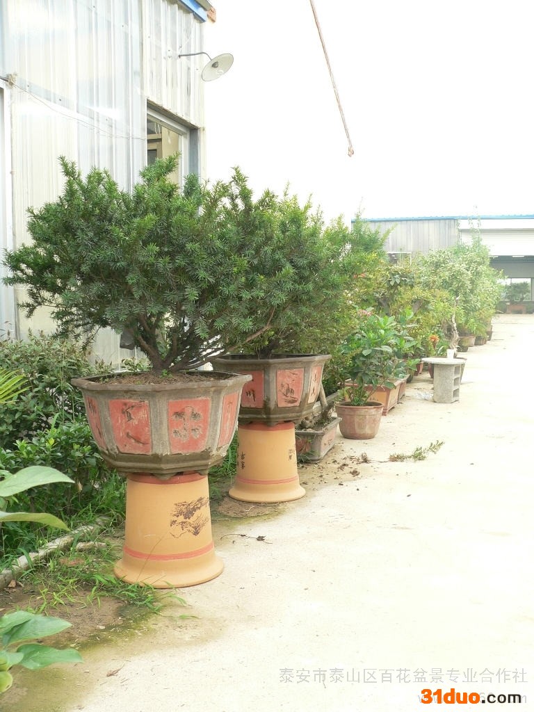 供应百花盆景花卉 花卉 花卉种植/销售/供应/厂家/价格