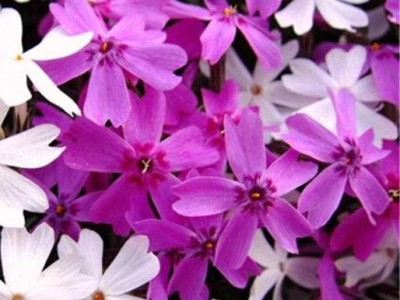 青州周氏兄弟花卉苗木 大量供应 芝樱苗  苗木花卉 宿根花卉 ** 花海花卉