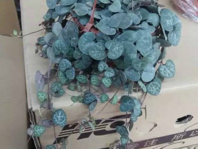 多肉观赏花卉 净化空气 爱之蔓