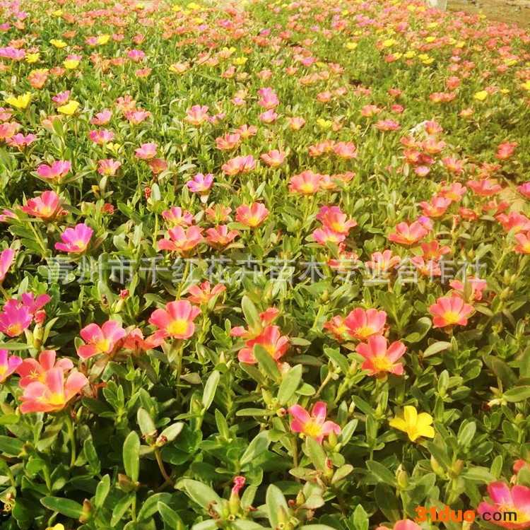 品种多样太阳花 青州盆栽花卉 基地直销多色太阳花