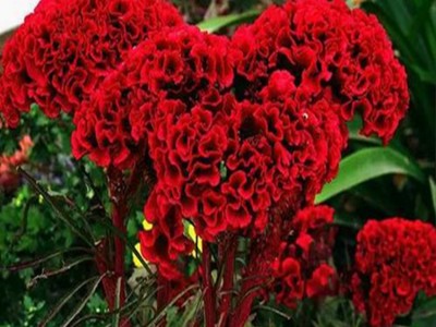 【紫欣雅】冠花 观赏花卉 合作社 直销