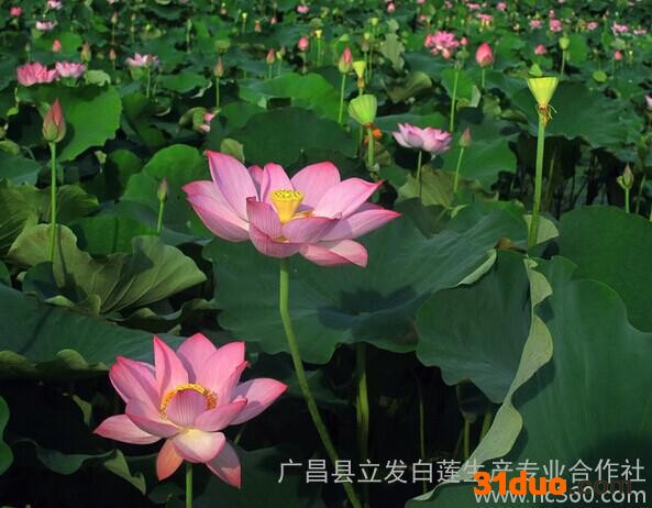 大型观赏莲花品种风卷红旗花卉种子、种苗
