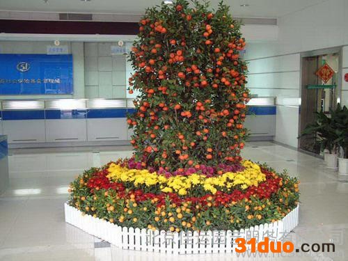 供应净化空气吸毒去味绿植150绿植花卉销售