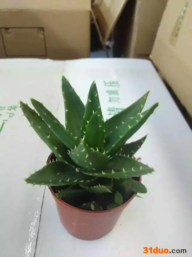 多肉桌面花卉盆栽90# 不夜城芦荟