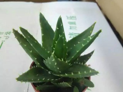 多肉桌面花卉盆栽90# 不夜城芦荟