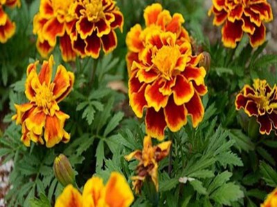 【紫欣雅**草 观赏花卉 合作社直销