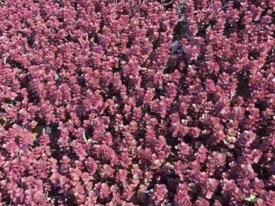 园林绿化草花盆栽花卉批发采购 红景天花卉