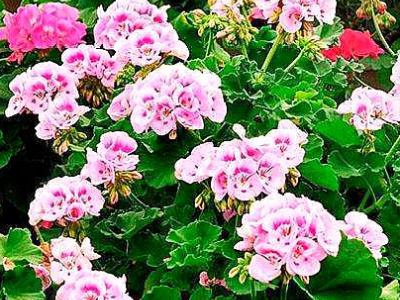 东辉花卉  天竺葵 多色双瓣 大小都有 苗木草花  观赏用花  花坛用花 苗圃直发 欢迎询价