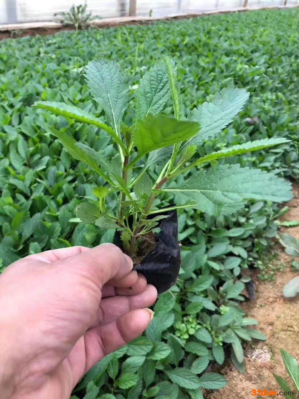 涵香花卉柳叶马鞭草柳叶马鞭草种植马鞭草批发马鞭草价格