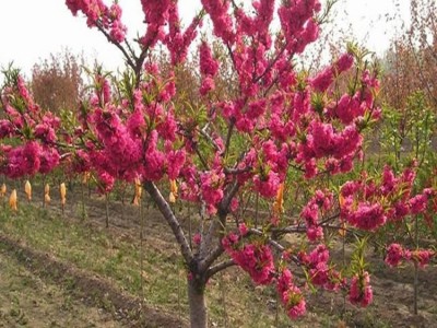 红叶碧桃苗基地售园林观赏花卉盆栽地栽紫叶碧桃树苗工程绿化苗木